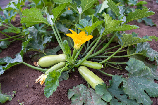 Productive Zucchini Plant Growing in a Rural Vegetable Garden