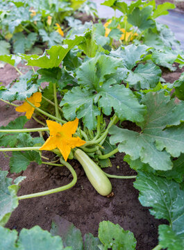 Zucchini Plant with Blossom and Fruit in Vegetable Garden Bed