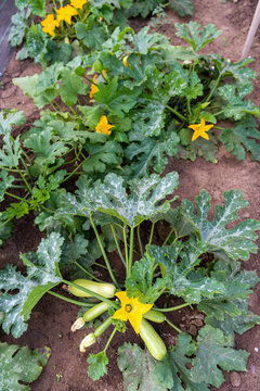 Top View of Productive Zucchini Garden Bed with Fruits and Blossoms