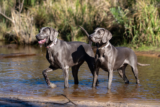 weimaraner dog playing in the water