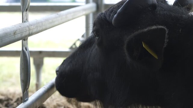 Dark Murrah Buffalo In Farm Pen