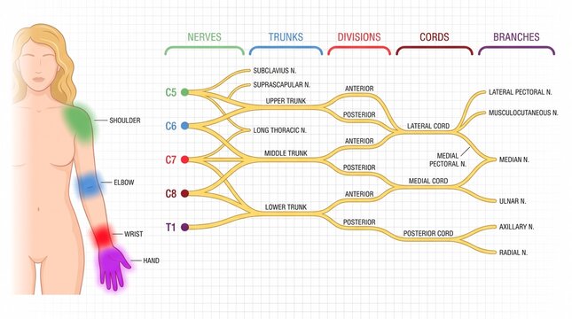 Brachial plexus anatomy and upper limb nerve structure chart