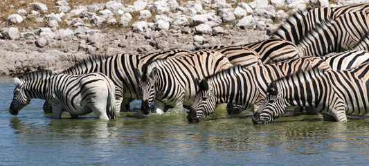 The zebra of the Etosha Park of Namibia © Peter