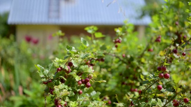 Raspberry bushes fill foreground with ripe red berries