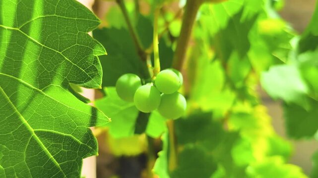 Green grapes growing on vineyard vine in sunlight