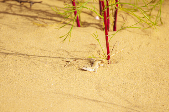 A swift lizard in its natural habitat. Sarykum Dune, Dagestan.