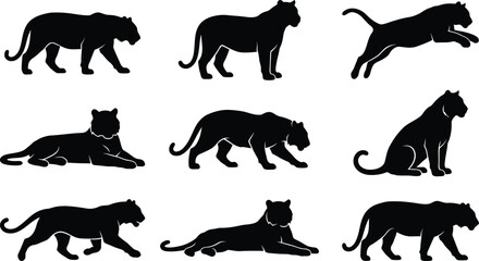 Fototapeta premium Set of black silhouettes of panthers and leopards in various poses isolated on a white background