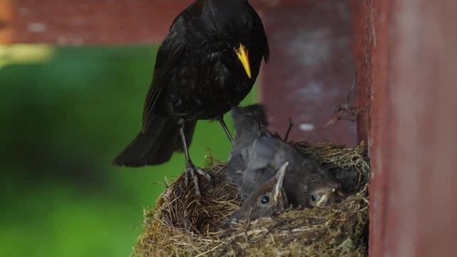 A young blackbird chick raises its tail while an adult male removes a fecal sac from the nestling in a sunny outdoor scene.