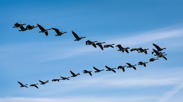 Geese fly in V-formation against clear blue sky with wispy clouds