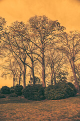 Naklejka premium Trees stand tall under an orange sky during sunset in a park with grassy areas and bushes surrounding them
