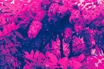 Fotobehang Roze Bright pink flowers and leaves on a plant in a garden during daytime  © Heart in pictures