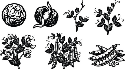 Shell collection line art vector icons of sea shells set for design © Royal Ability
