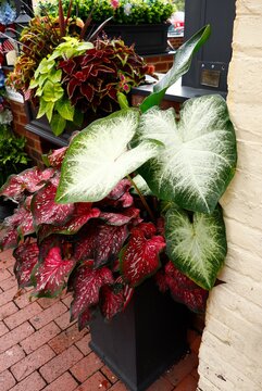 Elephant ear and other colorful potted plants