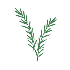 Fototapeta premium Rosemary Herb Flat Vector Illustration