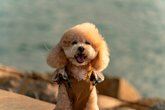 Golden hour picture of a cute toy poodle dog