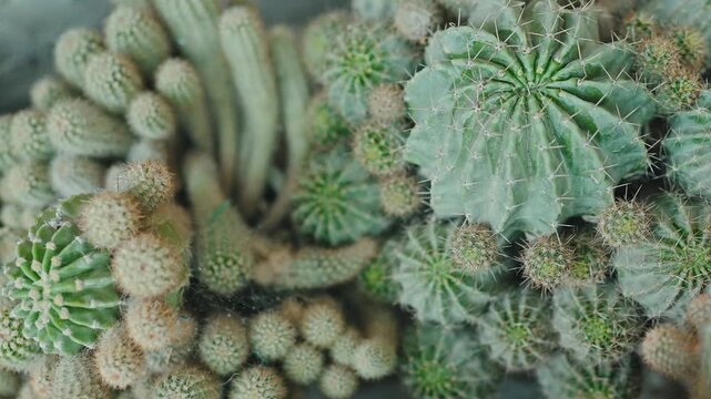 Cactus Plant Collection Texture Natural Desert Flora Background