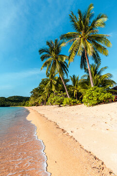 Tropical sand beach in the Philippines with palm trees as a perfect holiday getaway