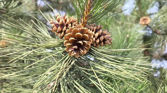 Majestic Coulter pine cones hang among the deep green needles, showcasing natures bold textures and earthy tones striking botanical detail perfect for design, education, and nature themed projects