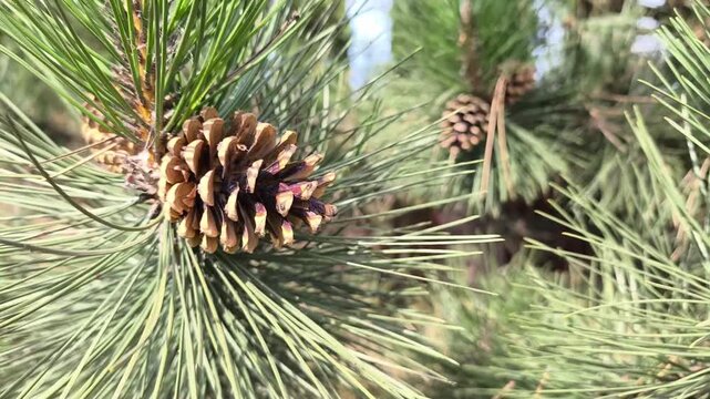 Majestic Coulter pine cones hang among the deep green needles, showcasing natures bold textures and earthy tones striking botanical detail perfect for design, education, and nature themed projects