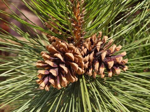 Rich brown Pinus coulteri pine cones nestle among long, silvery green needles, revealing nature rugged beauty and intricate textures compelling botanical study for design, education and editorial use