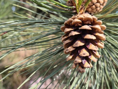 Rich brown Pinus coulteri pine cones nestle among long, silvery green needles, revealing nature rugged beauty and intricate textures compelling botanical study for design, education and editorial use