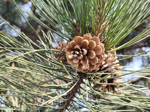 Rich brown Pinus coulteri pine cones nestle among long, silvery green needles, revealing nature rugged beauty and intricate textures compelling botanical study for design, education and editorial use