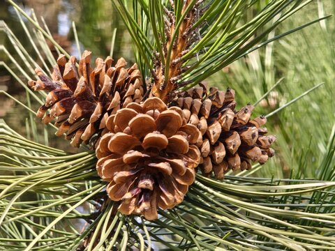Rich brown Pinus coulteri pine cones nestle among long, silvery green needles, revealing nature rugged beauty and intricate textures compelling botanical study for design, education and editorial use