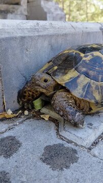 Close-up video of tortoise walking slowly on wet muddy ground in natural habitat. no people. clean.