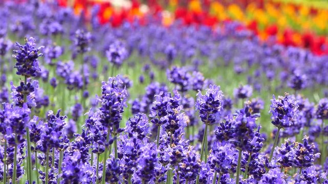 たんばらラベンダーパーク　早咲き「こいむらさき」と鶏頭の花畑