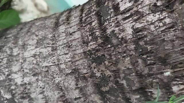 Texture of coconut palm tree trunk bark, close up natural wood background details