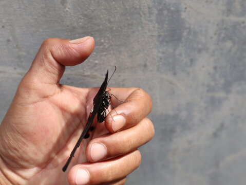 Close up of a Common Mormon butterfly (Papilio polytes) resting on a human hand, displaying black wings with red and white markings in natural daylight.