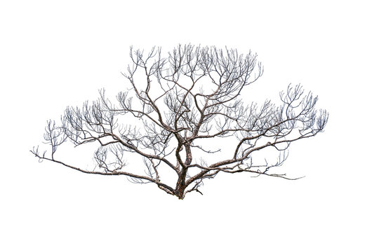 Naked tree vector  silhouette