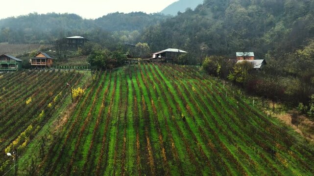 Cinematic footage of lush vineyards filled with ripe grape vines stretching across the countryside. Beautiful vineyard rows, vibrant green foliage.