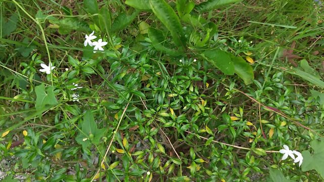Wild green jasmine bushes with tiny white flowers growing in the grassy field