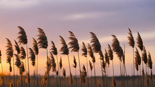 Tall reed grass silhouettes sway gently in the wind against a vibrant sunset sky in shades of orange, pink, and purple.