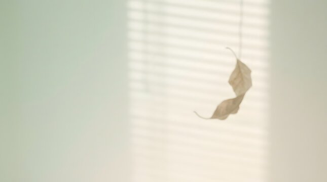 Single dry autumn leaf floating before a gradient wall with window shadow overlay