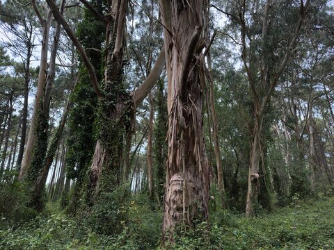 Ancient eucalyptus trees with smooth pale trunks rise above dense evergreen vegetation in a lush eucalyptus forest. Moss-covered trunks, climbing plants and towering trees create a peaceful natural sc