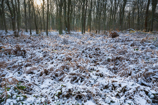 Fl&auml;che mit schneebedecktem Farn im  Winter, Naturschutzgebiet Beversee, Bergkamen, Ruhrgebiet, Nordrhein-Westfalen, Deutschland