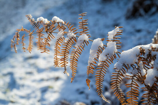 Nahaufnahme von schneebedecktem Farnblatt im  Winter, Naturschutzgebiet Beversee, Bergkamen, Ruhrgebiet, Nordrhein-Westfalen, Deutschland