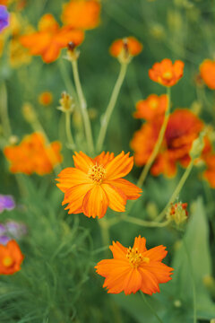 Yellow and Pink sulfur Cosmos flowers blooming in the garden of the nature background.