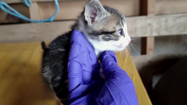Adorable and cute kitten found in a stable is physically examined to check that everything is okay.