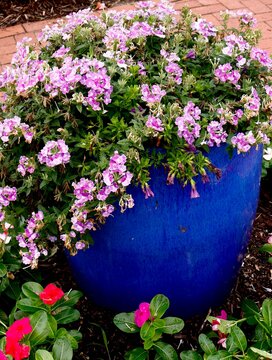 Pink summer flowers in blue ceramic pot