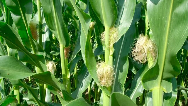 Close-up of green corn field with young corn cobs and silk growing in summer