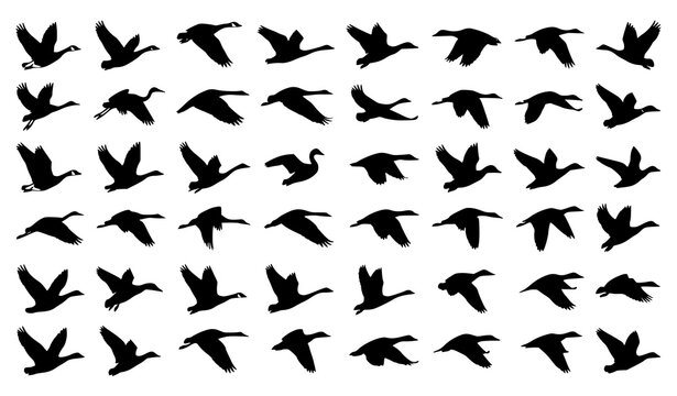 Minimal Flying Migratory Birds Silhouette Bundle for Nature and Freedom Vector Graphics