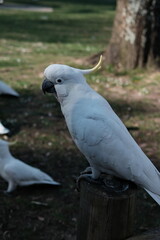 Close up of a white cockatoo on a wooden post © BYUNGHAK
