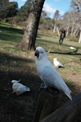 White cockatoo perched in a tree at a park © BYUNGHAK