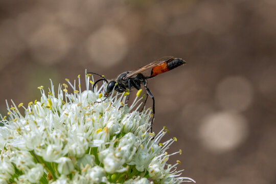Macro closeup of Kirby's grasshopper-hunting digger wasp (Prionyx kirbii) feeding on blooming onion flowers in summer
