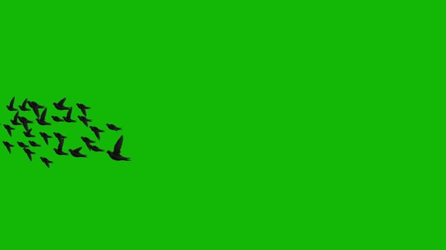 Flying Black Birds Flock on Green Screen | Crow Silhouette Chroma Key Animation 4K | Group of Birds Flying Across Screen Green Screen Chroma Key VFX Effect
