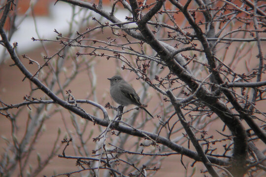 Townsend's Solitaire, Myadestes townsendi, perched in a tree