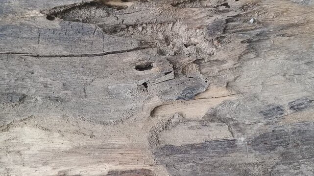 Slow pan termite damage wood